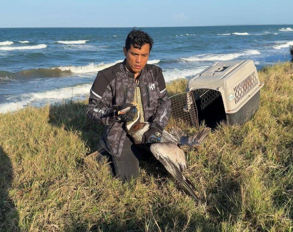 Earth Mission rescata pelícano cubierto de hidrocarburo en #Alvarado