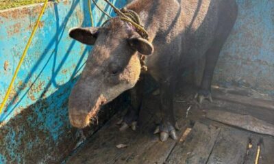 *Un tapir fue localizado en Las Choapas, fue resguardado, pues es una especie en peligro de extinción*