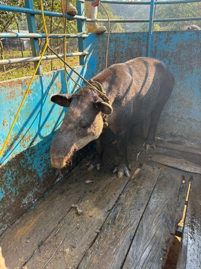 *Un tapir fue localizado en Las Choapas, fue resguardado, pues es una especie en peligro de extinción*
