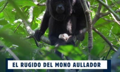 *El rugido del mono aullador vuelve a fortalecerse en la Reserva de la #BiosferaLosTuxtlas*