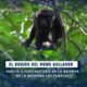 *El rugido del mono aullador vuelve a fortalecerse en la Reserva de la #BiosferaLosTuxtlas*