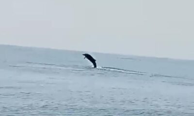 *En semana santa 2026, captan a delfín saltarín frente a las costas de Coatzacoalcos*