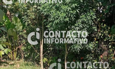 🚨 Cateo en zona rural de Minatitlán deja un detenido con plantas y dosis de presunta marihuana