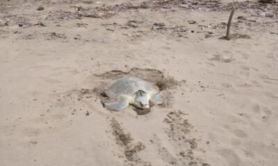 *Desovan dos tortugas marinas en la playa de Coatzacoalcos*