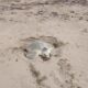 *Desovan dos tortugas marinas en la playa de Coatzacoalcos*