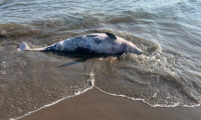 *Confirman hallazgo de delfín que recaló sin vida en la playa de Coatzacoalcos a la altura de Cd. Olmeca*
