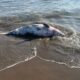 *Confirman hallazgo de delfín que recaló sin vida en la playa de Coatzacoalcos a la altura de Cd. Olmeca*