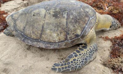 *Recaló tortuga marina sin vida en Agua Dulce*