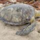 *Recaló tortuga marina sin vida en Agua Dulce*