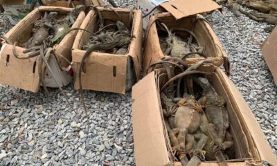 *Desde Coatzacoalcos salió cargamento ilegal de 192 iguanas, fueron aseguradas en Matías Romero, Oaxaca*