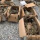 *Desde Coatzacoalcos salió cargamento ilegal de 192 iguanas, fueron aseguradas en Matías Romero, Oaxaca*