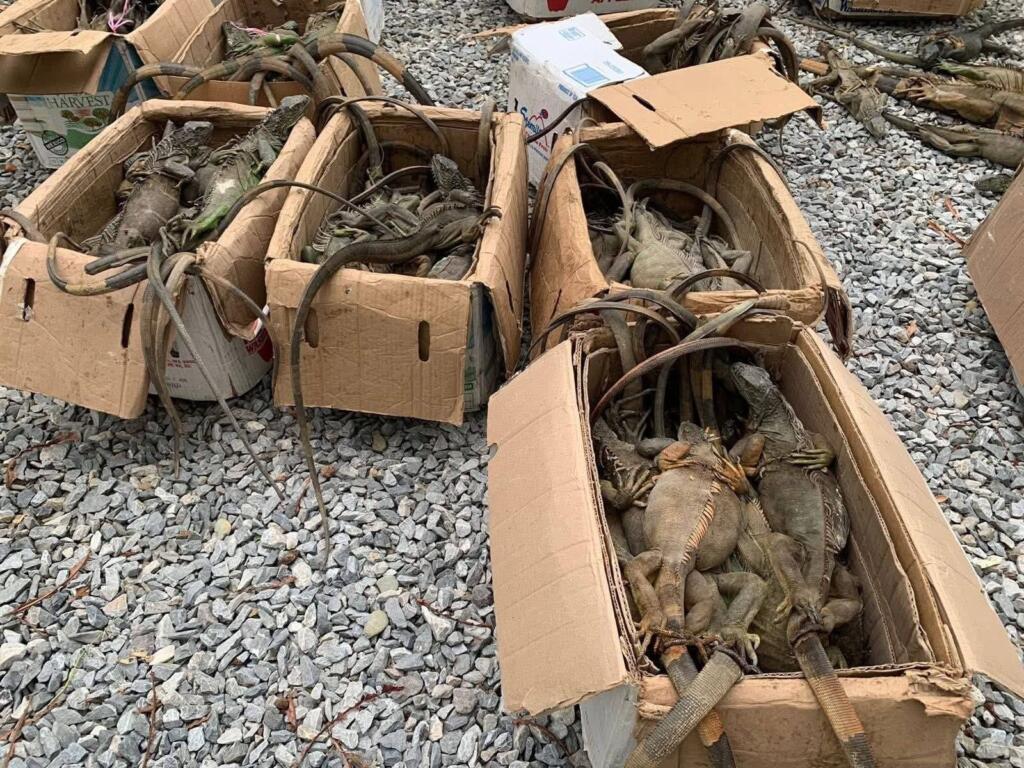 *Desde Coatzacoalcos salió cargamento ilegal de 192 iguanas, fueron aseguradas en Matías Romero, Oaxaca*