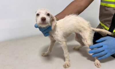 *Arranca esterilización, vacunación y tratamiento veterinario para los 42 perros que fueron rescatados de hacinamiento en Coatzacoalcos*