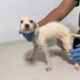 *Arranca esterilización, vacunación y tratamiento veterinario para los 42 perros que fueron rescatados de hacinamiento en Coatzacoalcos*