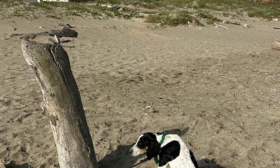 *Amarran a un tronco y abandonan a perra en la playa de Coatzacoalcos, autoridades resguardan al animal*