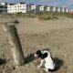 *Amarran a un tronco y abandonan a perra en la playa de Coatzacoalcos, autoridades resguardan al animal*