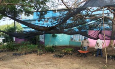 Minatitlán impulsa reforestación en la UTSV