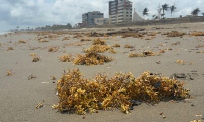 Inician labores de limpieza en playas de Coatzacoalcos por chapopote y sargazo