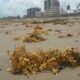 Inician labores de limpieza en playas de Coatzacoalcos por chapopote y sargazo