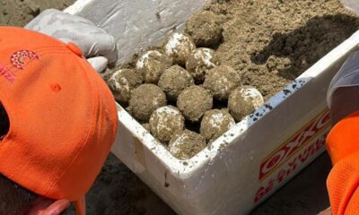 *Desova tortuga Lora en la playa de Coatzacoalcos, en menos de 24 horas, dos ejemplares han depositado sus huevos en la costa.