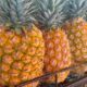 *En Coatzacoalcos aumentó la venta de piña de Ciudad Isla, Veracruz. Las altas temperaturas han provocado que la gente busque esta fruta*