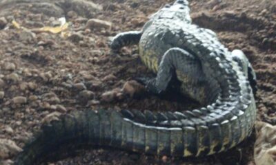🚨 Lagarto sorprende a vecinos en Mapachapa; Protección Civil interviene y evita riesgos
