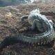 🚨 Lagarto sorprende a vecinos en Mapachapa; Protección Civil interviene y evita riesgos