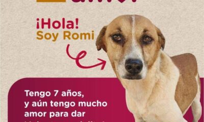 “Adopta y transforma vidas”, lanzan autoridades campaña para adoptar perros rescatados en Coatzacoalcos