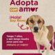 “Adopta y transforma vidas”, lanzan autoridades campaña para adoptar perros rescatados en Coatzacoalcos