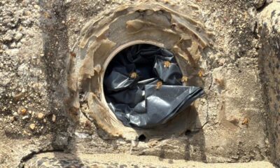 Promueven el cuidado de las abejas y la prevención ante posibles ataques. En Coatzacoalcos se han registrado en últimas semanas picaduras de insectos