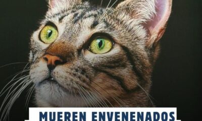 Mueren envenenados seis gatos y un perro en el fraccionamiento Santa María de Coatzacoalcos