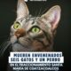 Mueren envenenados seis gatos y un perro en el fraccionamiento Santa María de Coatzacoalcos