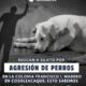 Buscan a sujeto por agresión de perros en la colonia  Francisco I. Madero en Cosoleacaque; esto sabemos