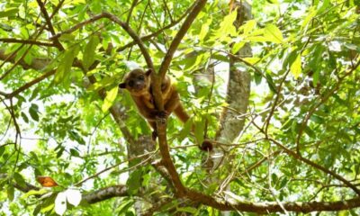 Casi una decena de ejemplares de fauna silvestre fueron rescatados recientemente en Coatzacoalcos. Dos ya fueron liberados, una mazacuata y un mico de noche