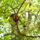 Casi una decena de ejemplares de fauna silvestre fueron rescatados recientemente en Coatzacoalcos. Dos ya fueron liberados, una mazacuata y un mico de noche