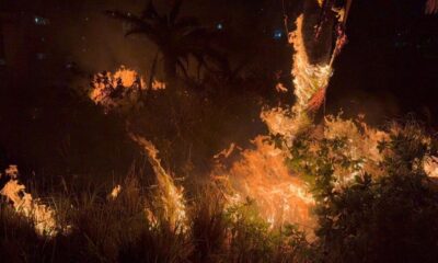 Se incendia area verde de Puerto Esmeralda, el fuego casi llega a viviendas de vecinos.