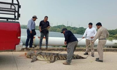 *Capturan cocodrilos moreletii en municipios del sur de Veracruz, uno media más de dos metros y presuntamente se había comido becerros*