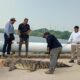 *Capturan cocodrilos moreletii en municipios del sur de Veracruz, uno media más de dos metros y presuntamente se había comido becerros*