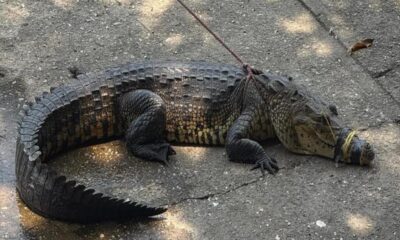 *Capturan cocodrilo de aproximadamente de 2 metros de largo en la carretera a Las Barrillas*