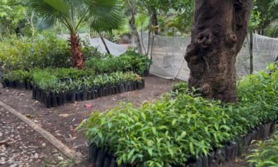 Se fortalecerán áreas verdes con programa de reforestación en Coatzacoalcos.