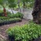 Se fortalecerán áreas verdes con programa de reforestación en Coatzacoalcos.