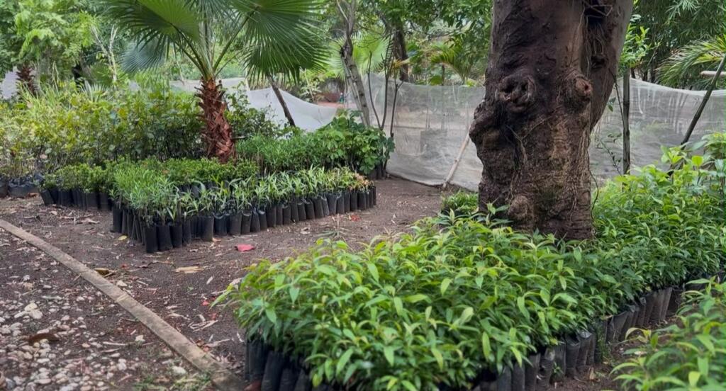 Se fortalecerán áreas verdes con programa de reforestación en Coatzacoalcos.