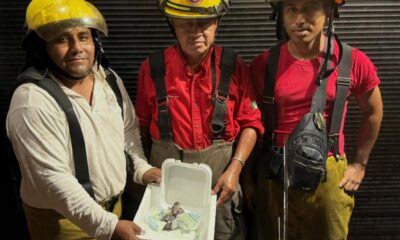 *Rescatan a crías de tlacuaches, su madre fue atropellada en calles de Coatzacoalcos*