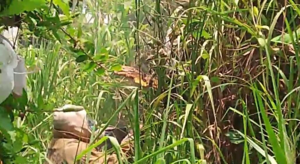*Nuevo ataque de abejas causa alarma en la colonia Constituyentes, el enjambre mató varios pollos*