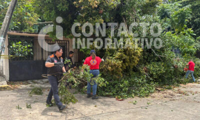 (+VÍDEO)Vientos y lluvias causan estragos en Minatitlán; Protección Civil (PC) atiende 16 árboles derribados y daños en casas