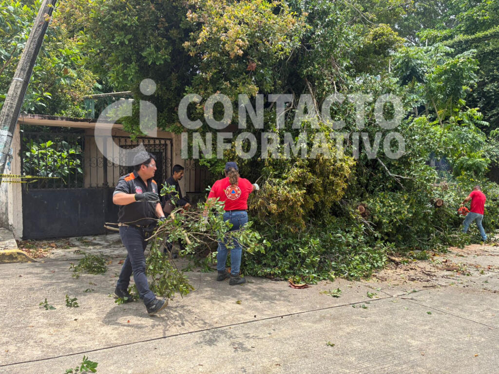 (+VÍDEO)Vientos y lluvias causan estragos en Minatitlán; Protección Civil (PC) atiende 16 árboles derribados y daños en casas