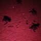 Durante la semana aumentará el nacimiento de tortugas marinas en Coatzacoalcos, este sábado fueron liberadas otras 48 crías de la especie Lora.