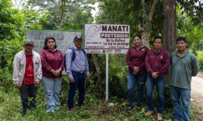 Gobierno de Minatitlán promueve la protección y conservación del manatí