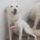 Aún hay 72 perros que esperan encontrar una familia en el refugio de Amor a los Animales de Coatzacoalcos