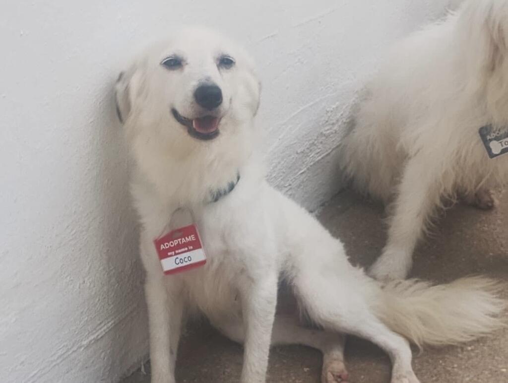 Aún hay 72 perros que esperan encontrar una familia en el refugio de Amor a los Animales de Coatzacoalcos